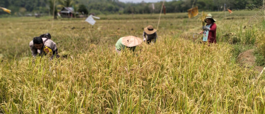 Dukung Ketahanan Pangan, Bhabinkamtibmas Ikut Panen Padi