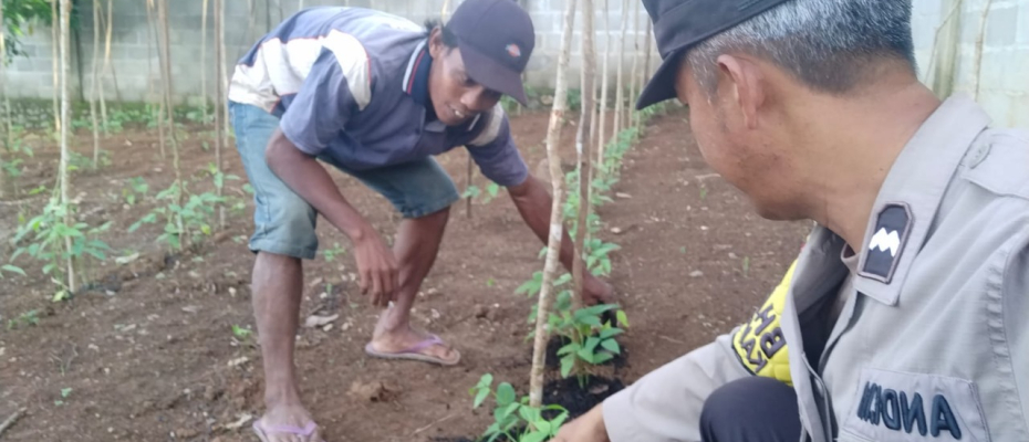 Ketahanan Pangan, Bhabinkamtibmas Polsek Ketahun Sambangi Kebun Warganya
