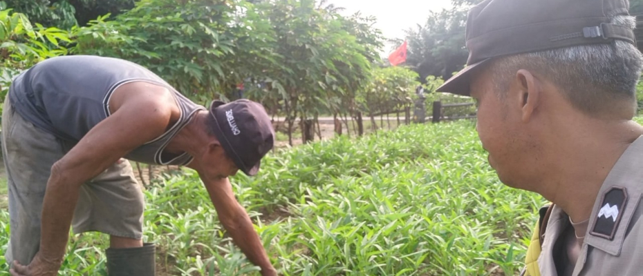 Polisi Sambang Petani, Bhabinkamtibmas Polsek Ketahun Sambang Warga