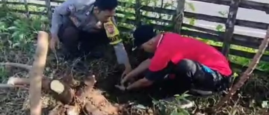 Tingkatkan Ketahananan Pangan, Bhabinkamtibmas Polsek Air Besi Hadiri Panen Raya Singkong dan Kates di Desa Air Napal