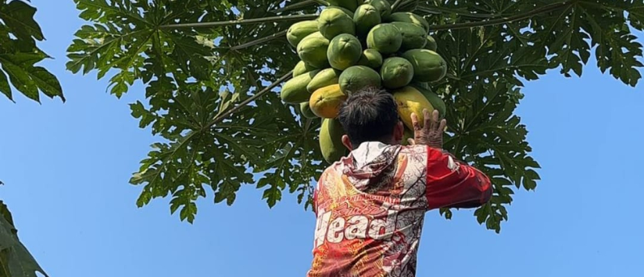 Sarana Asimiliasi dan Edukasi Bagi Warga Binaan Lapas Curup Dengan Memanfatkan Lahan