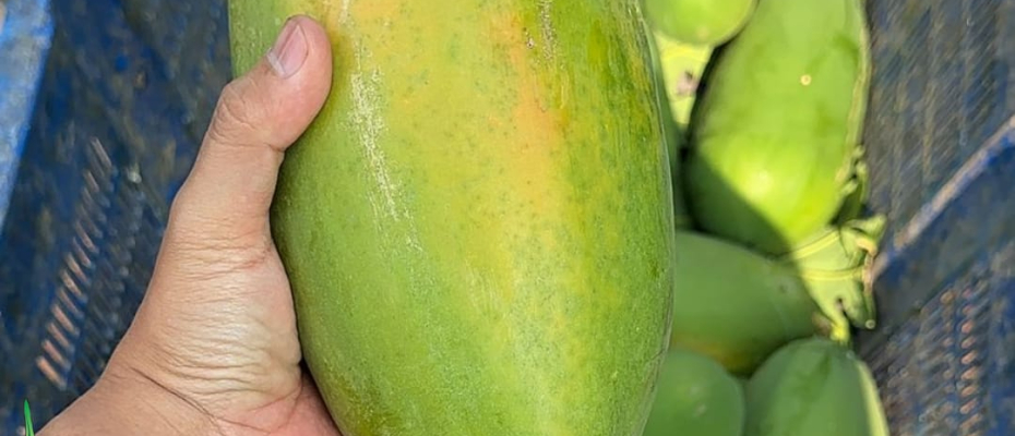 Sukses Pembinaan, Lapas Curup Hasilkan Panen Pepaya Produksi Warga Binaan