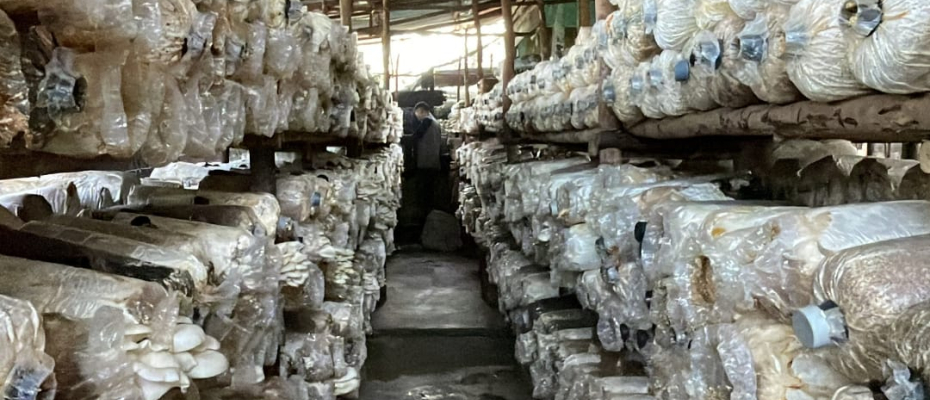 Warga Binaan Lapas Curup Diberikan Peluang Berbisnis Jamur Tiram, Sukses Panen Ribuan Baglog