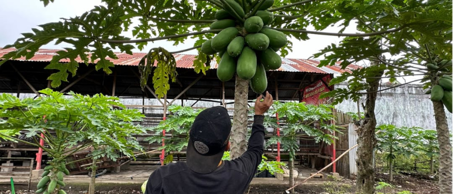 Panen Pepaya Giat Pembinaan Ketahanan Pangan Warga Binaan Lapas Curup