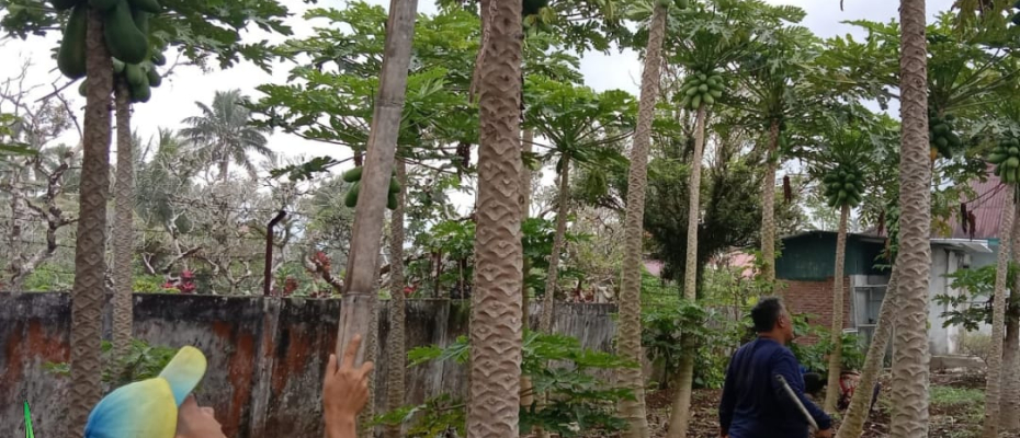 Lapas Curup Panen Pepaya Hasil Pembinaan warga binaan