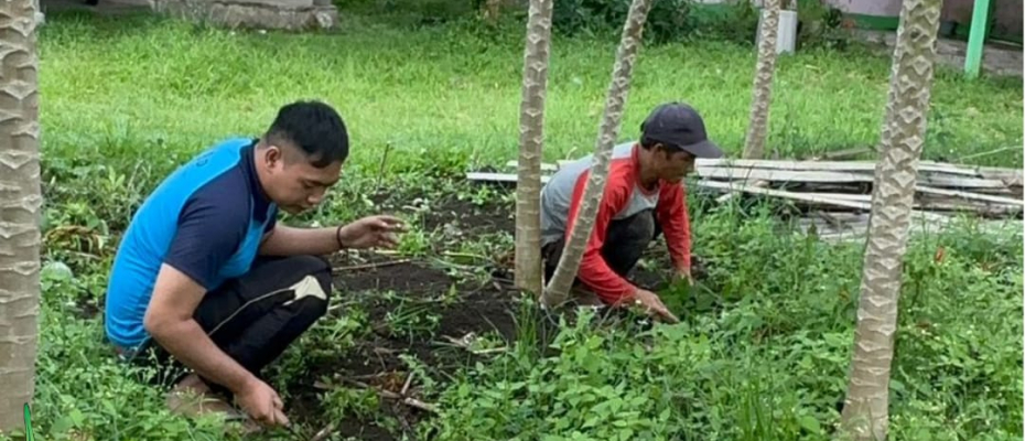Lapas Curup Maksimalkan Pemeliharaan Produksi Buah Pepaya