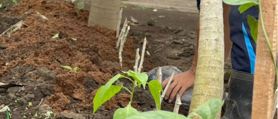 Warga Binaan Lapas Curup Diberikan Pembinaan Budidaya Pepaya di Lahan Pertanian