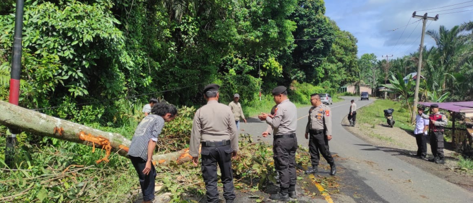 Polres Seluma Evakuasi Pohon Tumbang di Jalan Raya Desa Air Latak