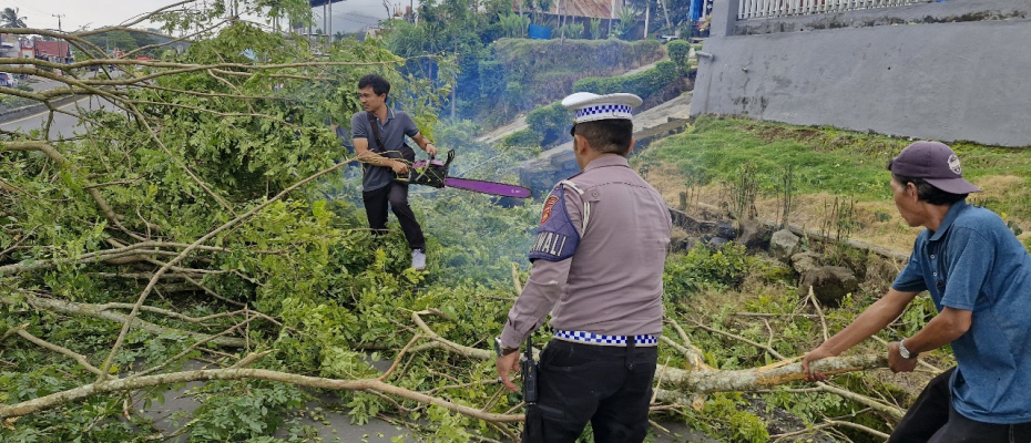 Satlantas Polres Kepahiang Lakukan Pemangkasan Pohon Antisipasi Pohon Tumbang di Jalan Lintas Kepahiang