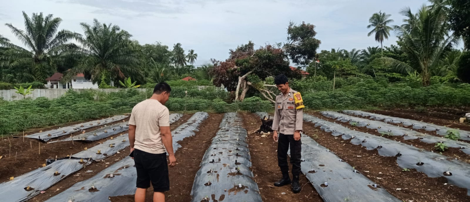 Polsek Manna Lakukan Pemantauan Kebun Cabai untuk Dukung Ketahanan Pangan Masyarakat
