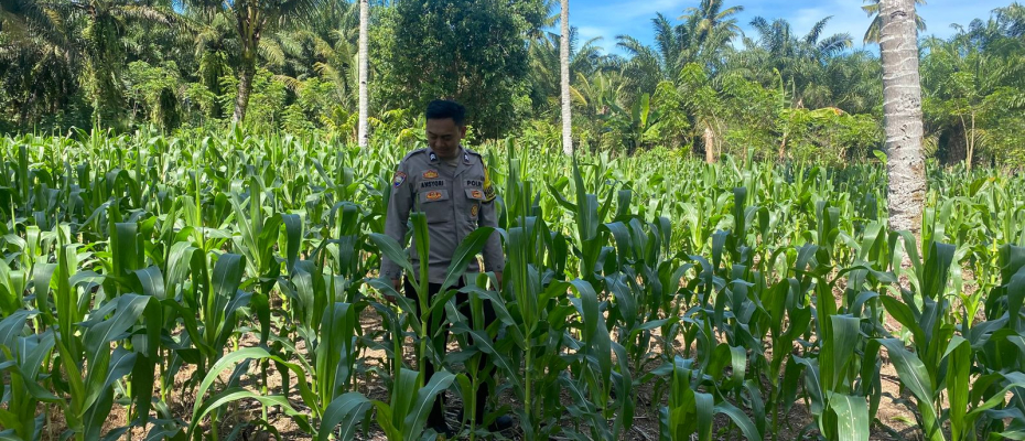 Polsek Seginim Pantau Kebun Jagung untuk Dukung Ketahanan Pangan Masyarakat