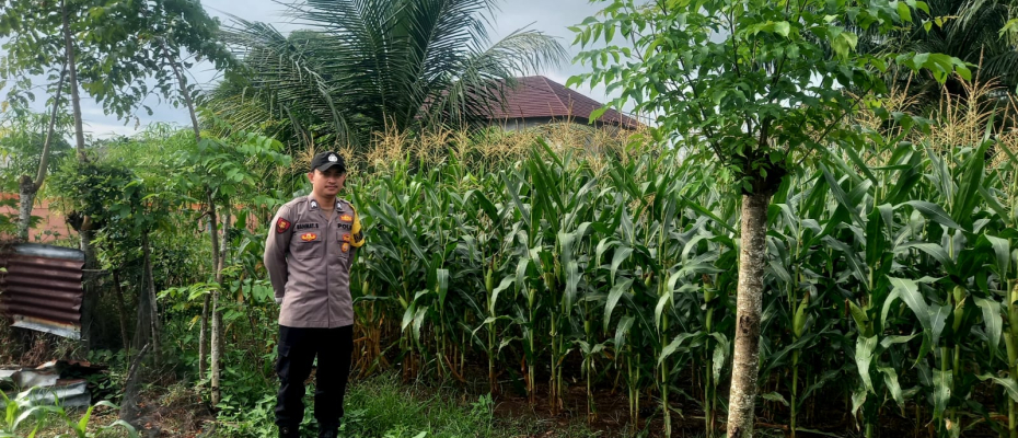 Polsek Manna Laksanakan Kegiatan Sambang dan Pemantauan Kebun Jagung untuk Dukung Ketahanan Pangan