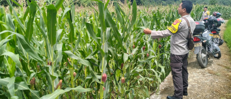 Polsek Pino Lakukan Pemantauan Kebun Jagung, Dukung Program Ketahanan Pangan di Bengkulu Selatan