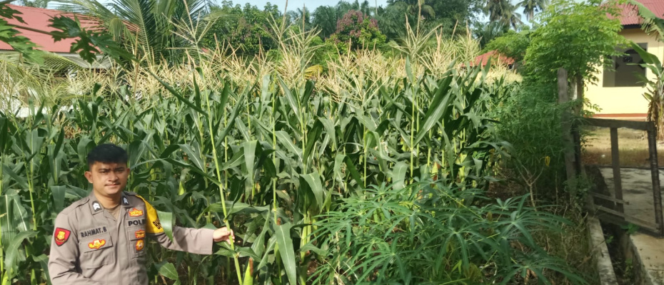 Polsek Manna Pantau Kebun Jagung untuk Mendukung Ketahanan Pangan Nasional