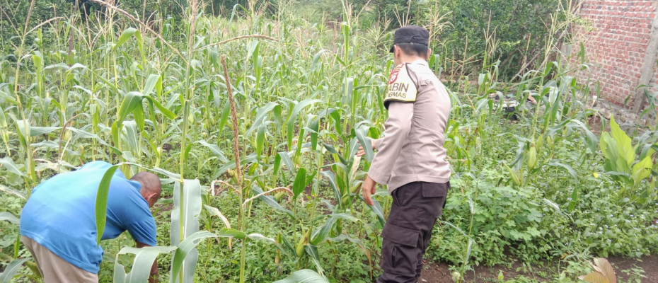 Polsek Kotapadang Lakukan Sambang dan Monitoring Ketahanan Pangan di Kelurahan Dusun Baru