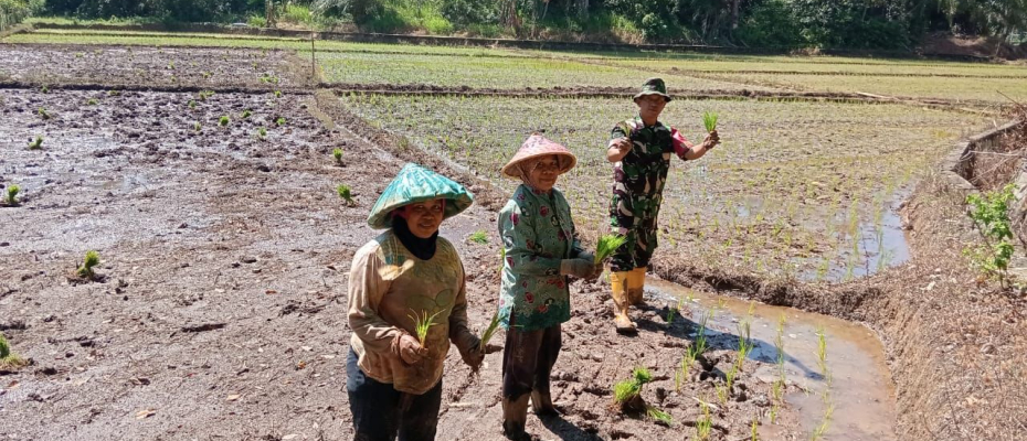 Babinsa dan PPL Dampingi Petani Desa Talang Kering Tingkatkan Produksi Padi di Bengkulu Utara