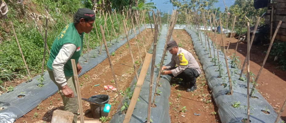 Bhabinkamtibmas Monitoring Tanaman Pangan di Desa Mangkurajo