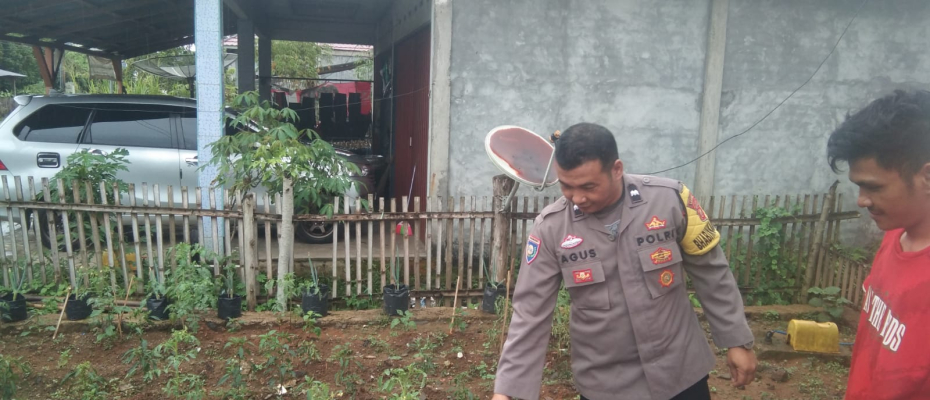 Bhabinkamtibmas Polsek Lebong Tengah Monitoring Ketahanan Pangan Program 1 Pekarangan Pangan Bergizi