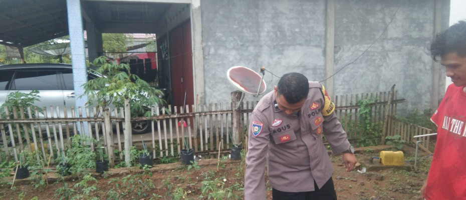 Bhabinkamtibmas Polsek Lebong Tengah Monitoring Ketahanan Pangan Program 1 Pekarangan Tanaman Bergizi