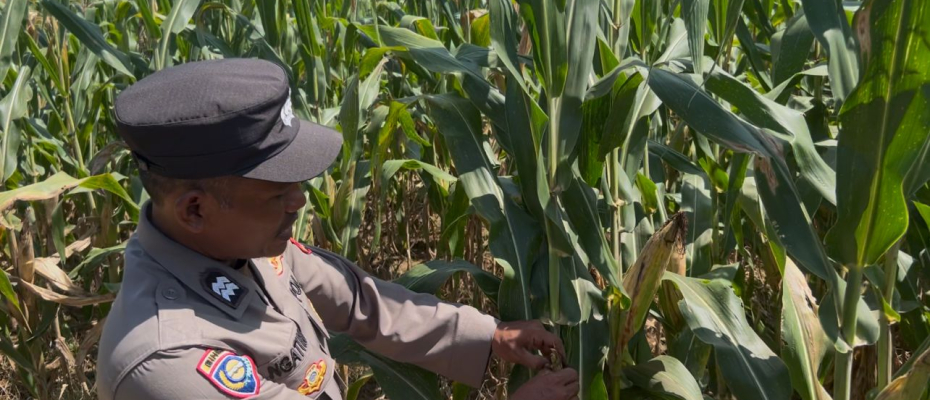 Polres Seluma Pantau Perkembangan Tanaman Jagung, Dukung Program Ketahanan Pangan