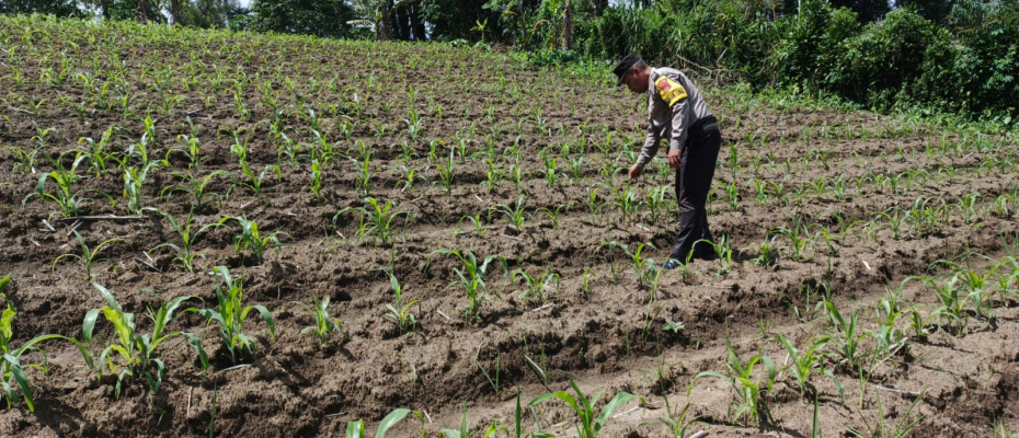 Bhabinkamtibmas Polsek Selupu Rejang Sambangi Petani, Dukung Ketahanan Pangan Nasional