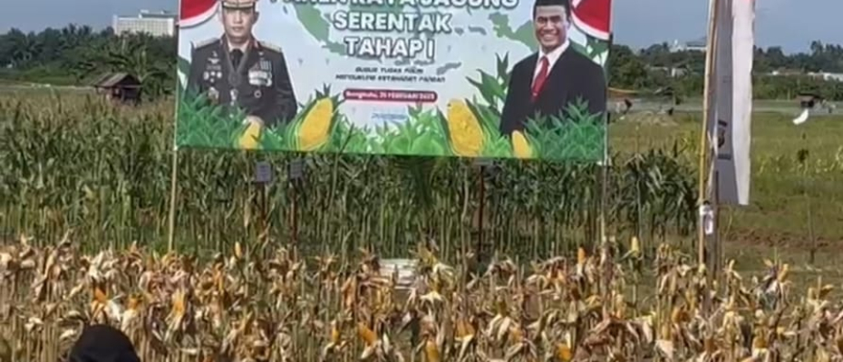 Panen Raya Jagung Serentak di Bengkulu, Dukung Swasembada Pangan 2025