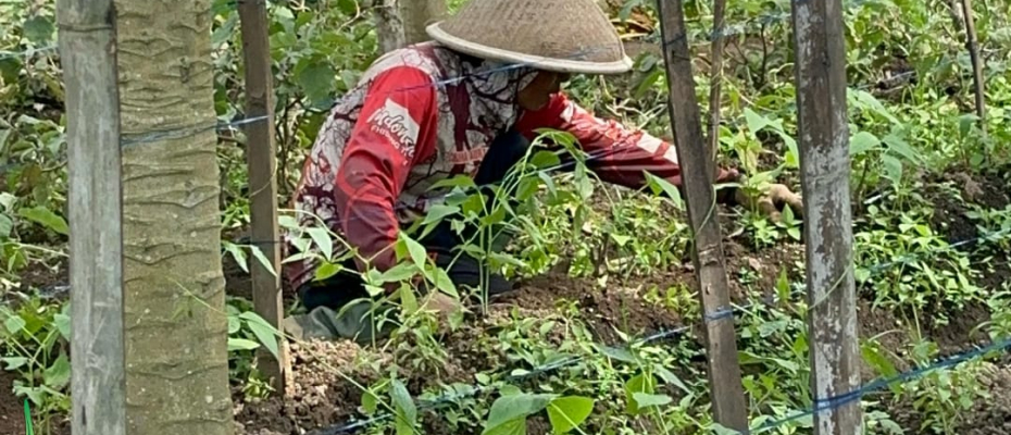 Lapas Curup Rutin Bersihkan Gulma di Kebun Tumpangsari untuk Optimalkan Pertumbuhan Tanaman