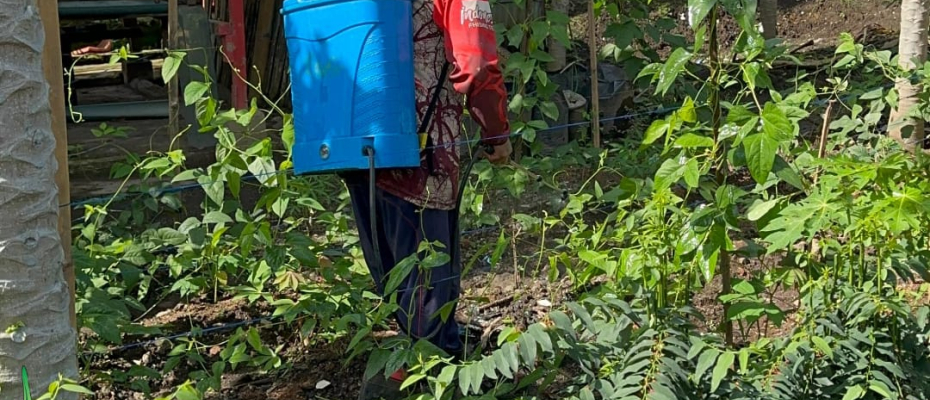 Cegah Hama dan Jamur, Lapas Curup Semprot Pestisida pada Pohon Buah Pepaya